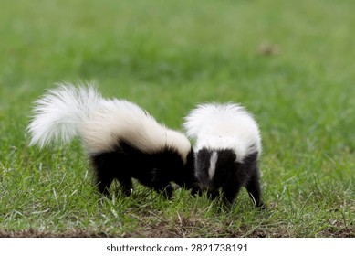 Two orphaned Skunk's Playing on grass.