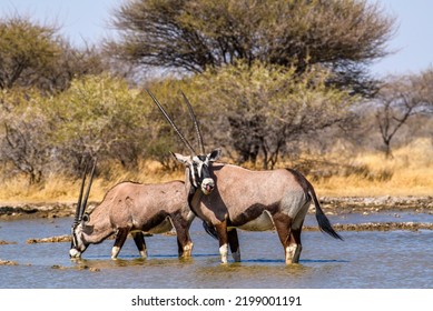 Two Orynx Antelopes in a waterhole drinking water, Kalahari, Botswana, Africa