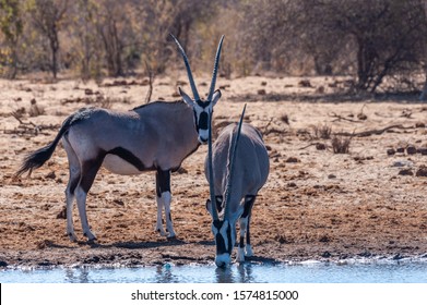 Two Orynx - Oryx gazelle- drinking from a waterhole in Etosha national park, Namibia
