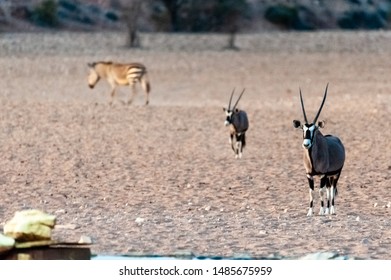 Two Orynx are reluctantly approaching a waterhole, near the Cha-re Campsite in the Khomas Region of Namibia.