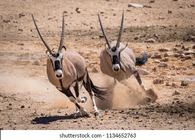 Two Oryx Running In The Namib Desert