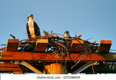 Two Osprey On Nesting Post, Cranbrook, Bc, Canada, 