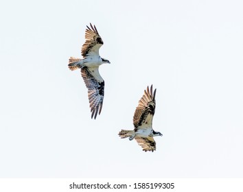 Two Osprey Over The Santa Clara River Lagoon