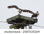 Two osprey in their nesting box.  The female and male are building their nest and may even have eggs.  
