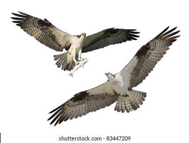 Two Ospreys in flight, isolated on white. Latin name - Pandion haliaetus.