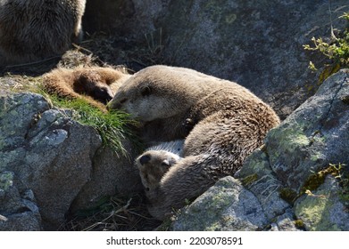 Two Otter Sleeping In The Sun