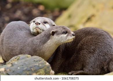 Two Otters Cuddling