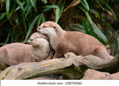 Two Otters Cuddling