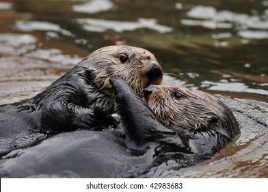Two otters hugging and playing in water