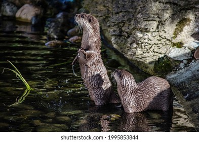 Two Otters In A Pond