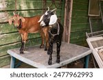 Two outdoor farm goats standing on top of a table located at Coop and Creek Farm in High Point, North Carolina