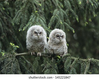 Two owlets perching on tree branch