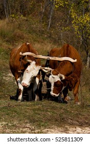 Two Oxen Draw The Yoke Together In Autumn