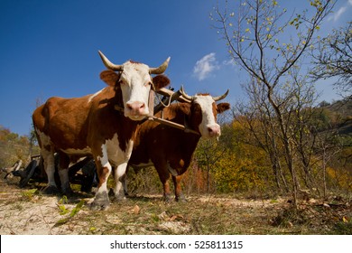 Two Oxen Draw The Yoke Together In Autumn