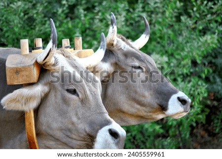 Two Oxen with a Pull Harness