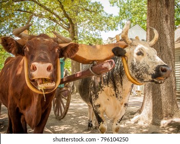 Two oxen pulling a green wagon in in rural, Virginia. - Shutterstock ID 796104250