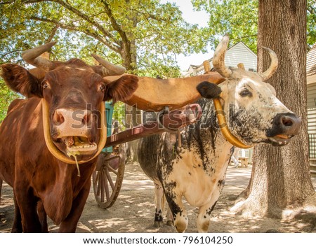 Two oxen pulling a green wagon in in rural, Virginia.