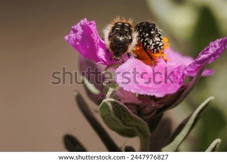 Two Oxythyrea funesta beetles on cistus albidus flower in the preventorium of Alcoy, Spain
