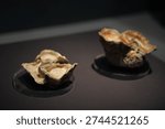 Two oyster shell specimens displayed in a museum exhibition case