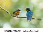 Two Pacific Swallow( Hirundo tahitica ) birds facing each other with open beak. Two birds talking