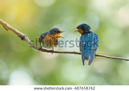 Two Pacific Swallow( Hirundo tahitica ) birds facing each other with open beak. Two birds talking