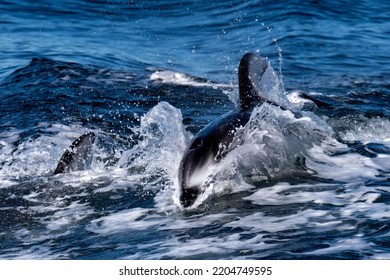 Two Pacific White Sided Dolphins On The Southern British Columbia Coast, Canada