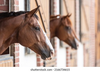 Two paint horses' heads looking out of heir stands in the stable. - Powered by Shutterstock