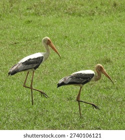 Two Painted Storks walking gracefully across a lush green grassland. This wildlife photograph captures the elegant posture, long legs, and distinctive orange-yellow bills of these large wading birds in their natural habitat. Ideal for themes related to wildlife, nature, biodiversity, wetlands, conservation, and bird behavior in tropical environments.