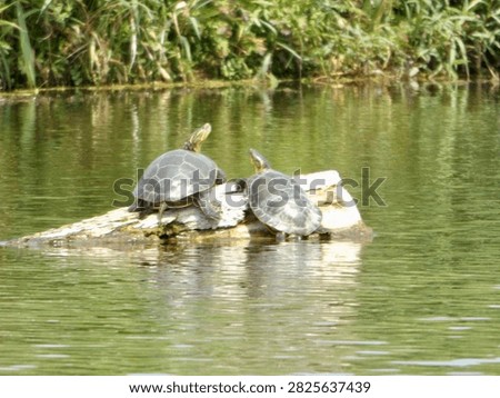 Two Painted turtles basking on a log at Blue Hole WMA