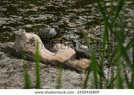 Two painted turtles on a  tree log while enjoying the sunshine. lake background 