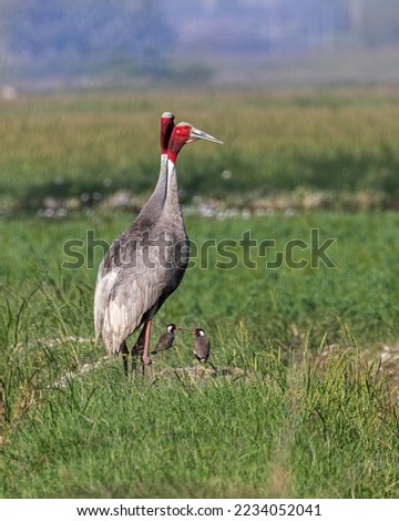 Two pair of birds resting in a paddy field