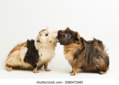 two pair guinea pigs kissing isolated on white background

