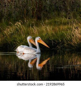 Two Pair Of White Pelicans Swimming In Sync