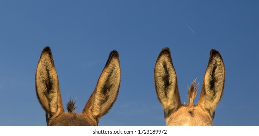 Two Pairs Of Donkey Ears And The Blue Sky