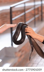 Two pairs of hands interact with a large dark coiled snake in an open-air arena setting — one pair holds the reptile's body while another hand reaches toward it from the left, set against a blurred background of brick walls and metal railings. The candid mid-shot captures a moment of live snake handling interaction, conveying the dynamic energy of an exotic wildlife demonstration or tourist snake show experience.
