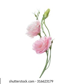 Two Pale Pink Flowers Isolated On White. Eustoma