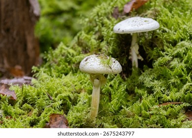 Two Pale Toadstools Growing in Thick Moss
