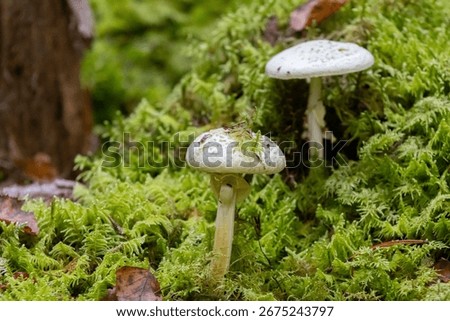 Two Pale Toadstools Growing in Thick Moss