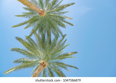 two palm trees against the sky