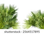 two palm trees frame mockup on a transparent background, palm tree isolated,  A image of Palm tree Frame perfect for design, nature-themed projects, or as a decorative element, Lush Green Fan palm 