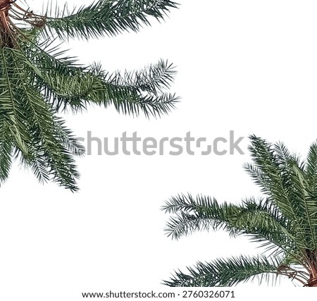 two palm trees leaf frame, An isolated green spruce branch serves as a sugar palm tree, date palm,, creating a natural coniferous frame, Isolated tropical palm fronds on transparent background