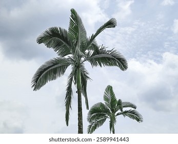 Two palm trees on a cloudy sky background