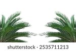 two palm trees on a transparent background, palm leaf frame isolated on transparent background, a green palm tree branch with a png