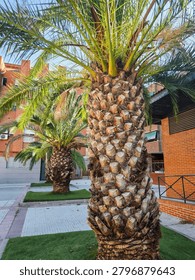 Two palm trees stand in front of red brick residential buildings on a paved street.
