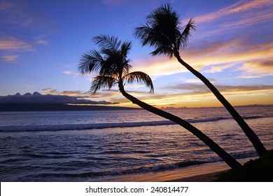 Two palm trees in tropical sunset    