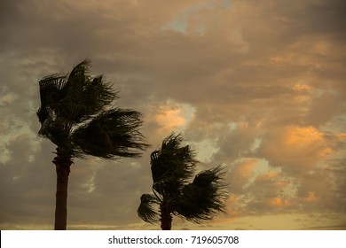 15,714 People hurricane Images, Stock Photos & Vectors | Shutterstock