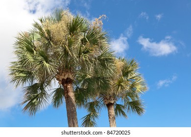 Two Palmetto Trees Against A Blue Sky