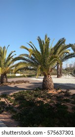 two palms
