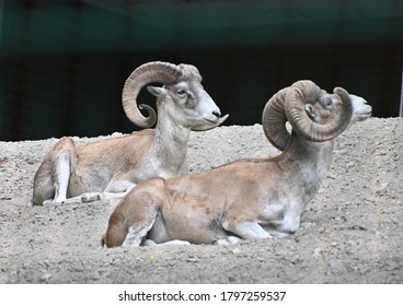 two  pamir wild sheeps standing in the high mountains - Shutterstock ID 1797259537