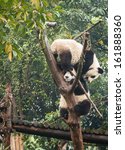Two Panda bears playing in tree at Chengdu Giant Panda Breeding Center in Sichuan China